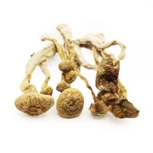Albino Goodies Magic Mushroom