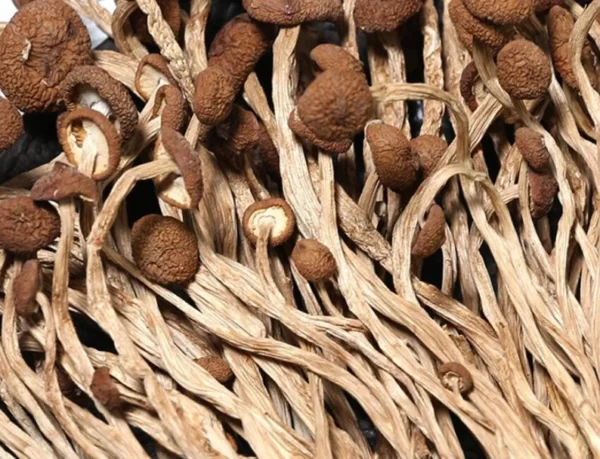 Dried Tea Plant Mushrooms Pure Natural Agrocybe Aegerita Great Quality