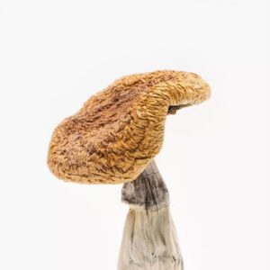 Golden Teacher Magic Mushrooms (Psilocybe Cubensis)